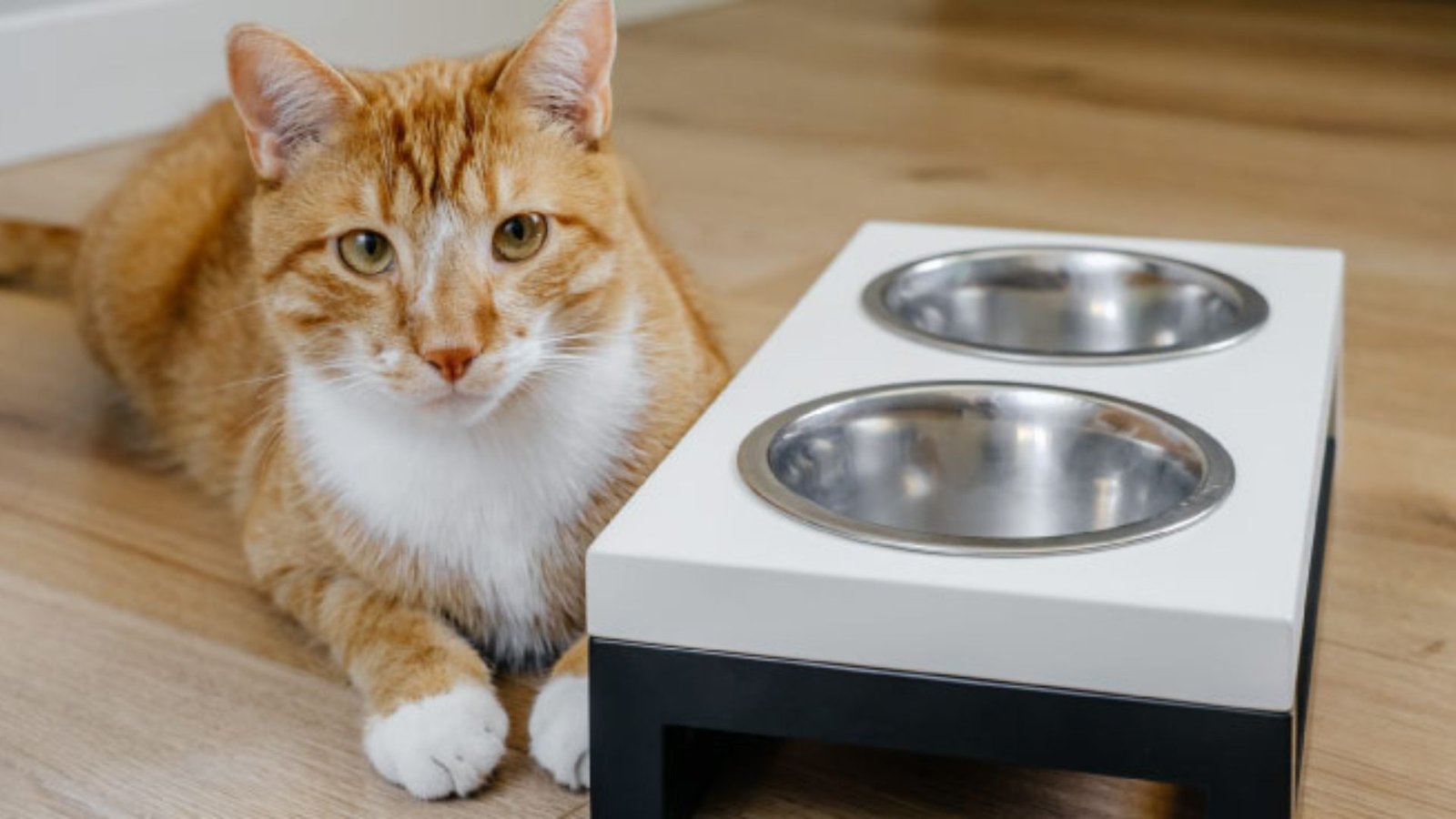 How To Keep Cats Safe With Accessories