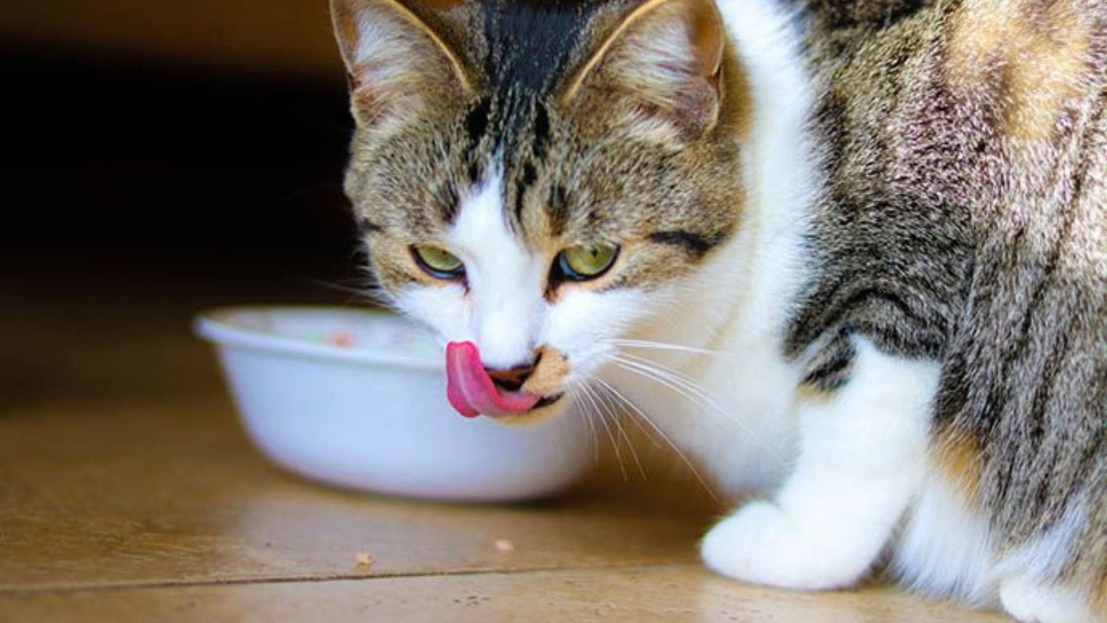 How To Switch Cat Food Without Upsetting Stomach