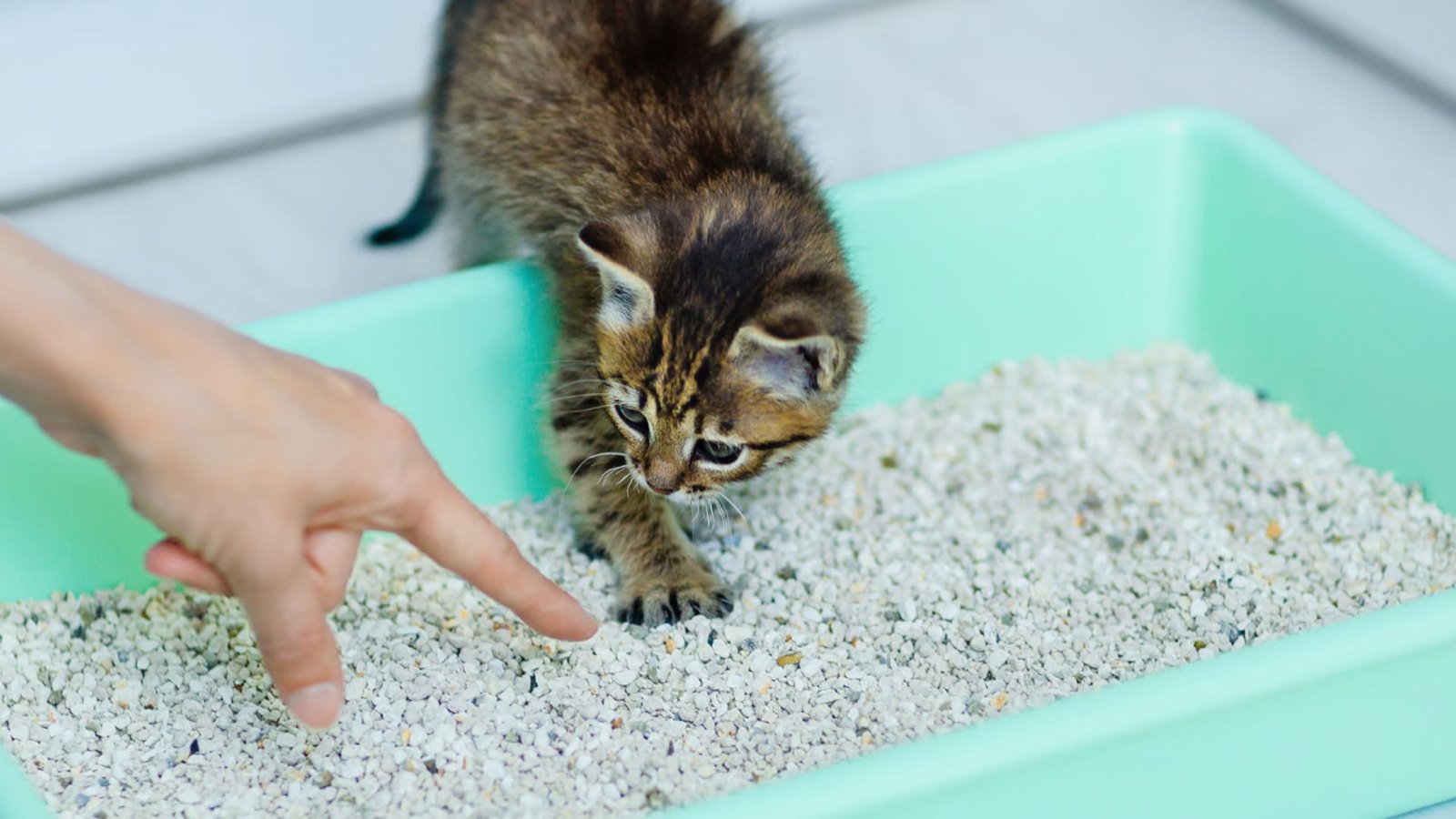 How To Train Cats To Use Litter.