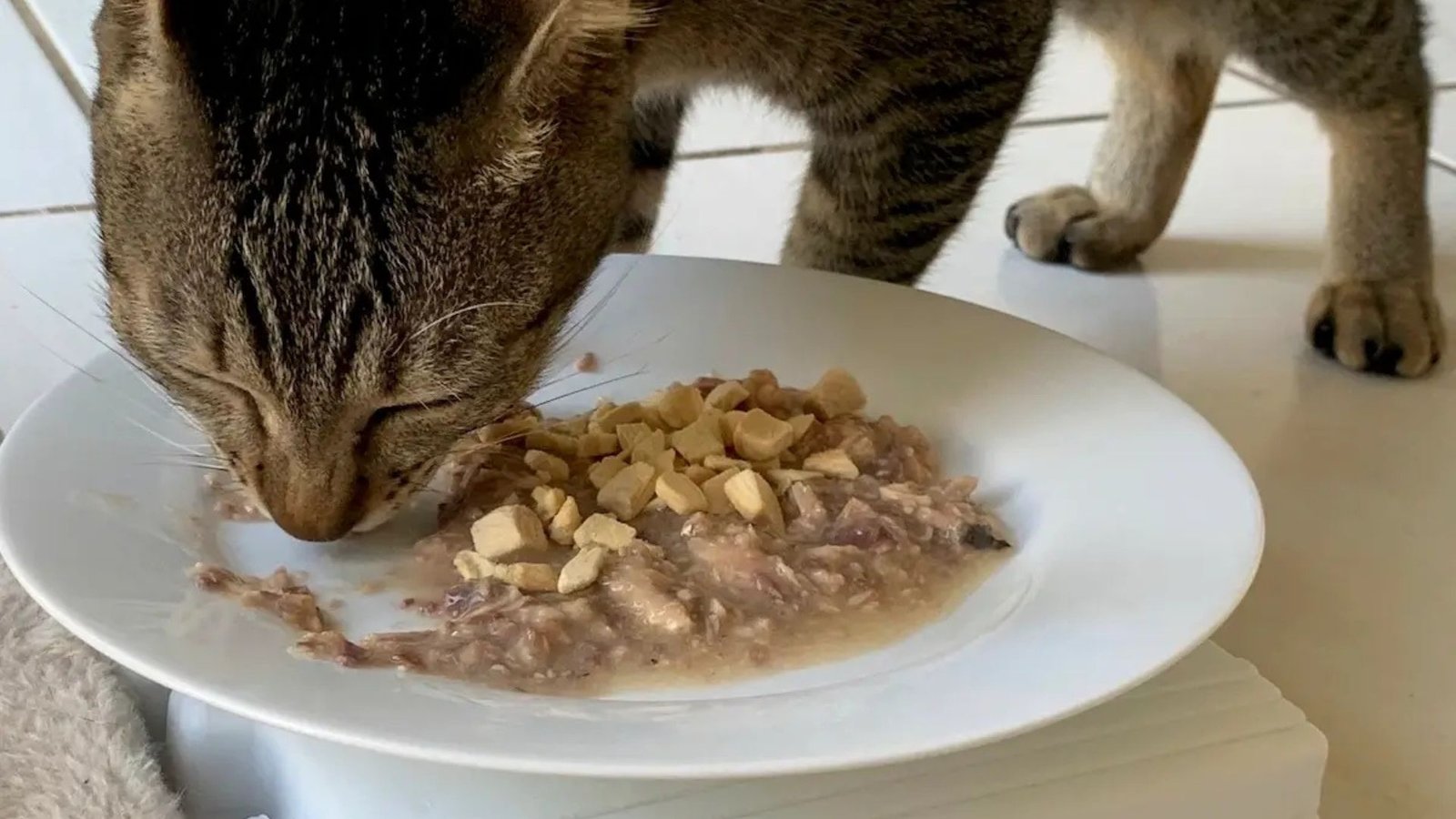 How To Transition Cat Food Gradually