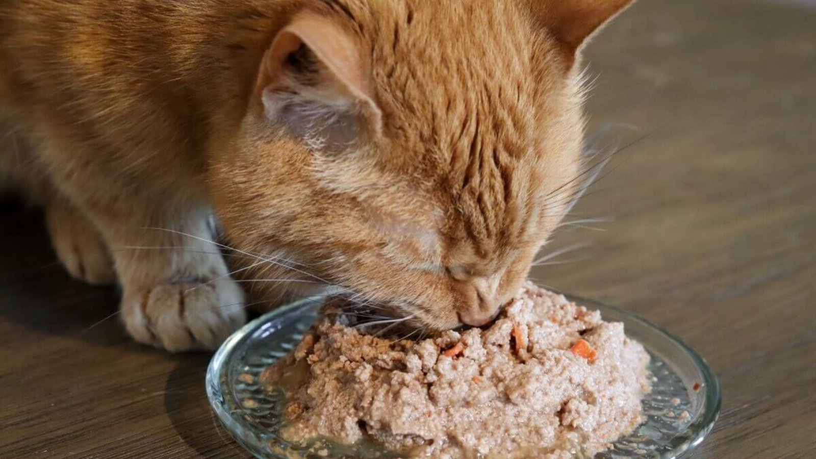 How To Transition Cat Food Gradually