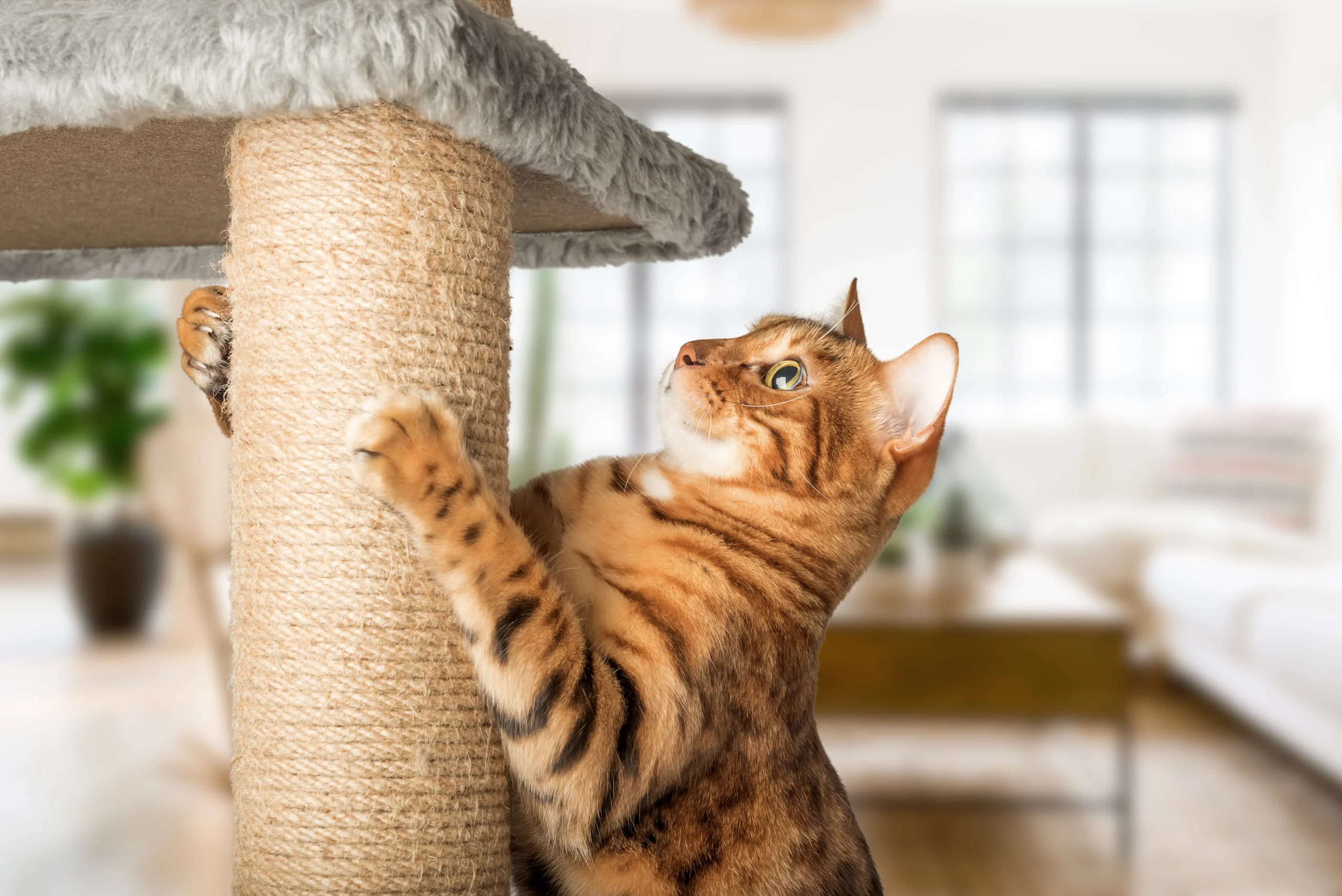 How to Choose the Best Cat Tree for Your Pet