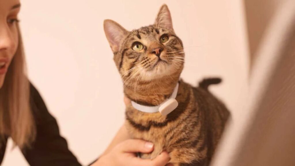 How to Choose the Right Cat Collar