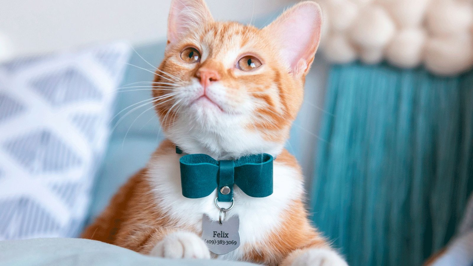 How to Choose the Right Cat Collar