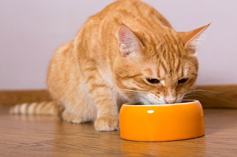 How to Choose the Right Cat Food