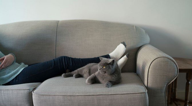 How to Create a Comfortable Home Environment for Cats