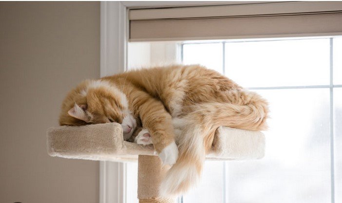 How to Create a Comfortable Home Environment for Cats