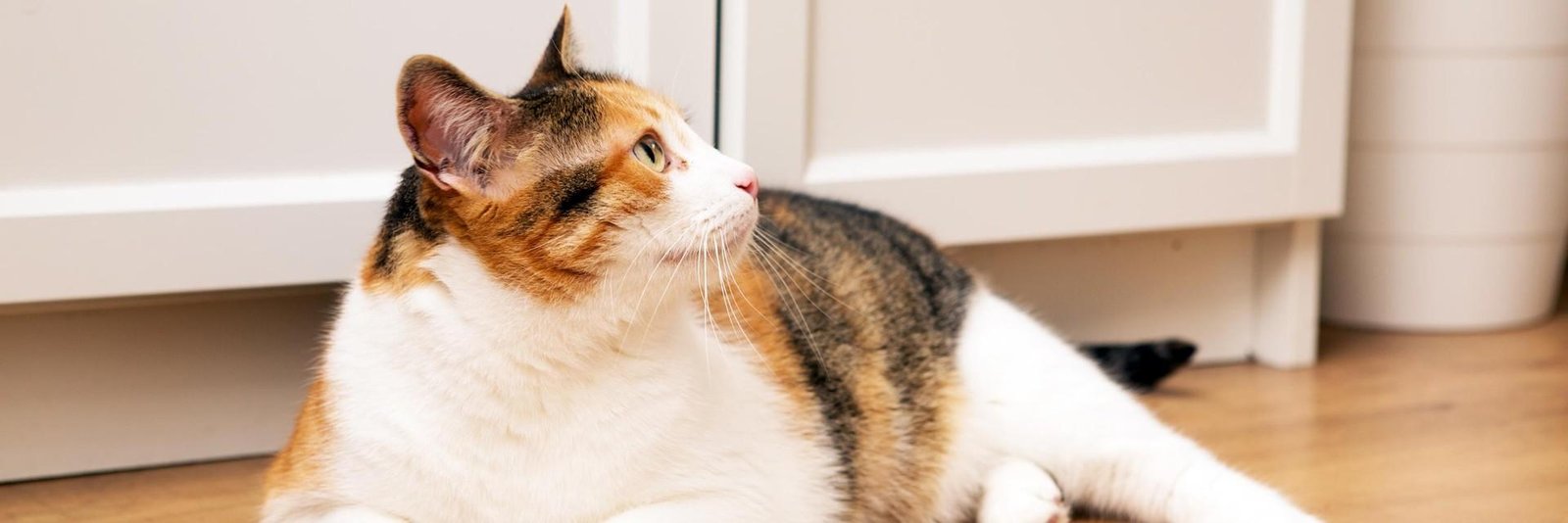 How to Prevent Obesity in Cats: Tips for Healthy Eating