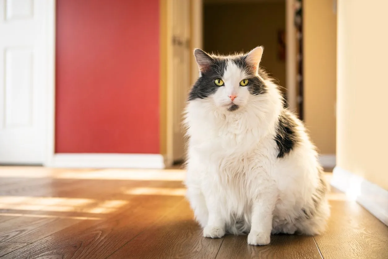 How to Prevent Obesity in Cats: Tips for Healthy Eating