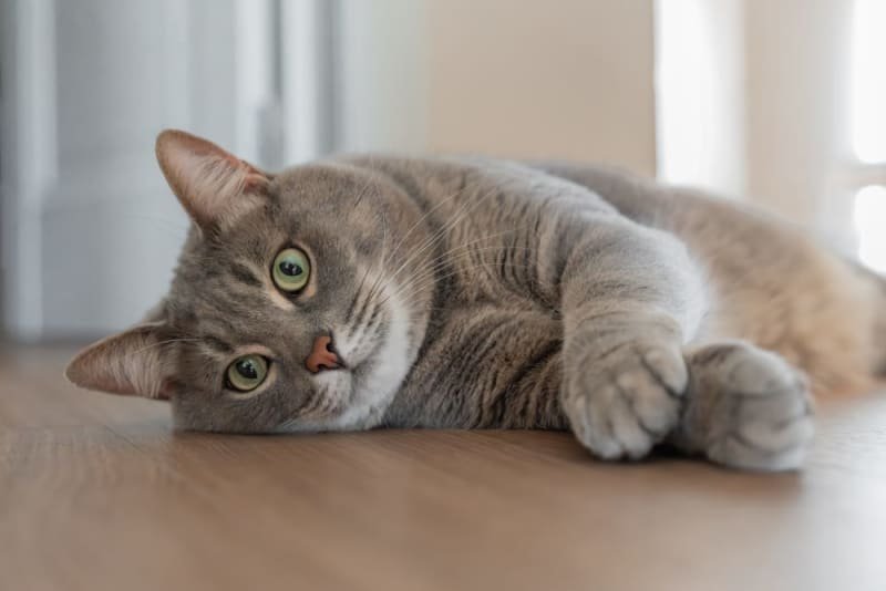 How to Recognize Signs of Illness in Male Cats