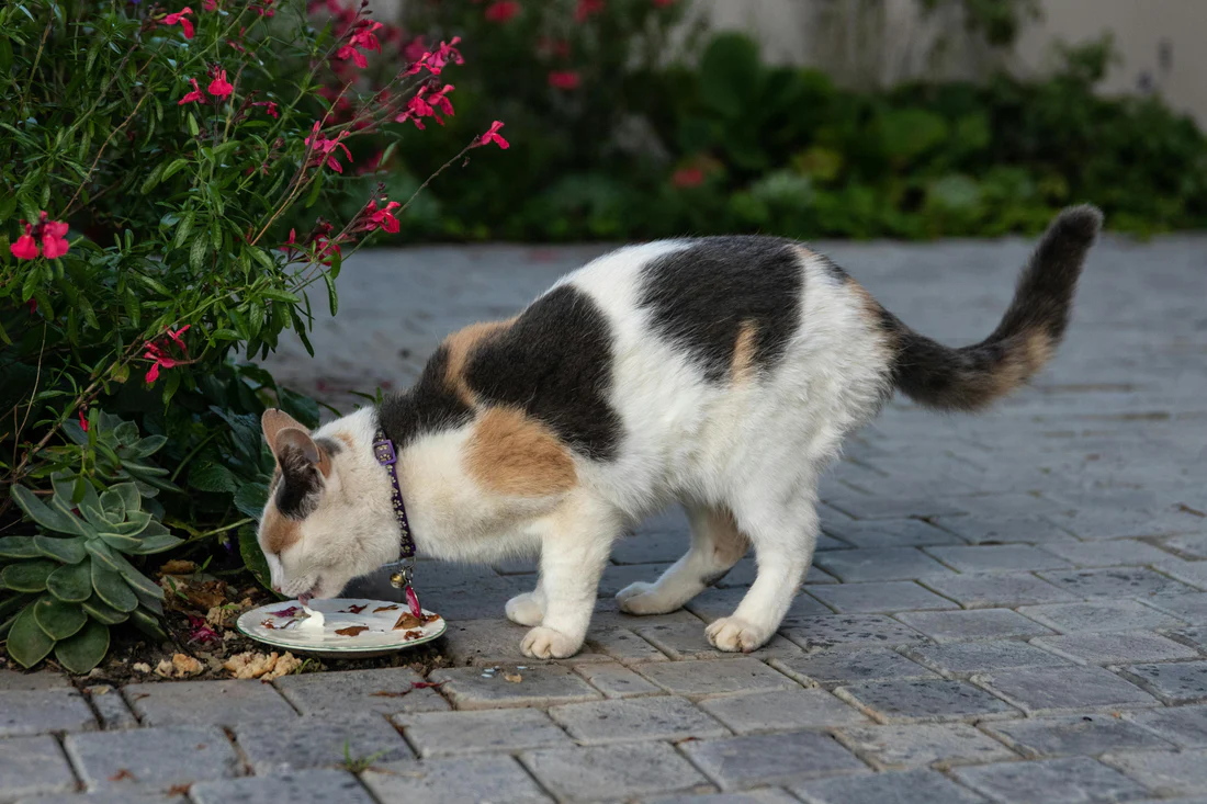 How to Transition Your Cat to a New Diet: Tips and Tricks