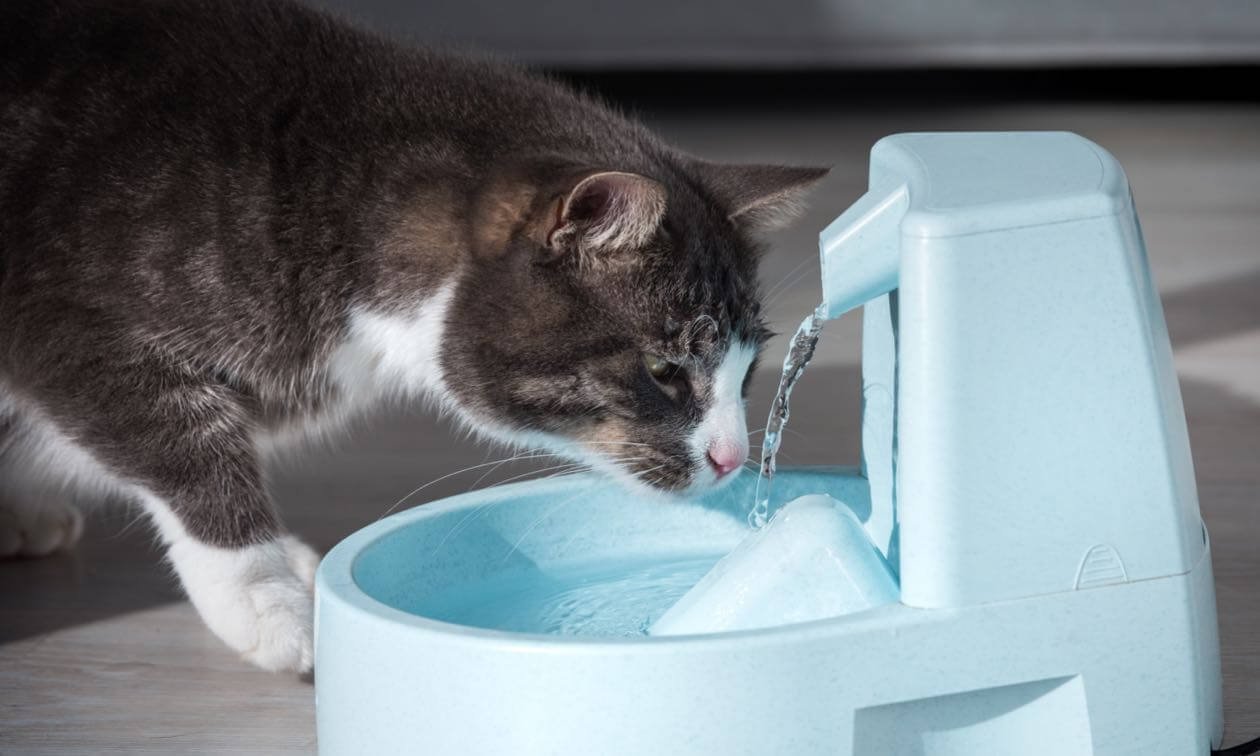 Hydration for Cats: Why It’s Important and How to Encourage Drinking