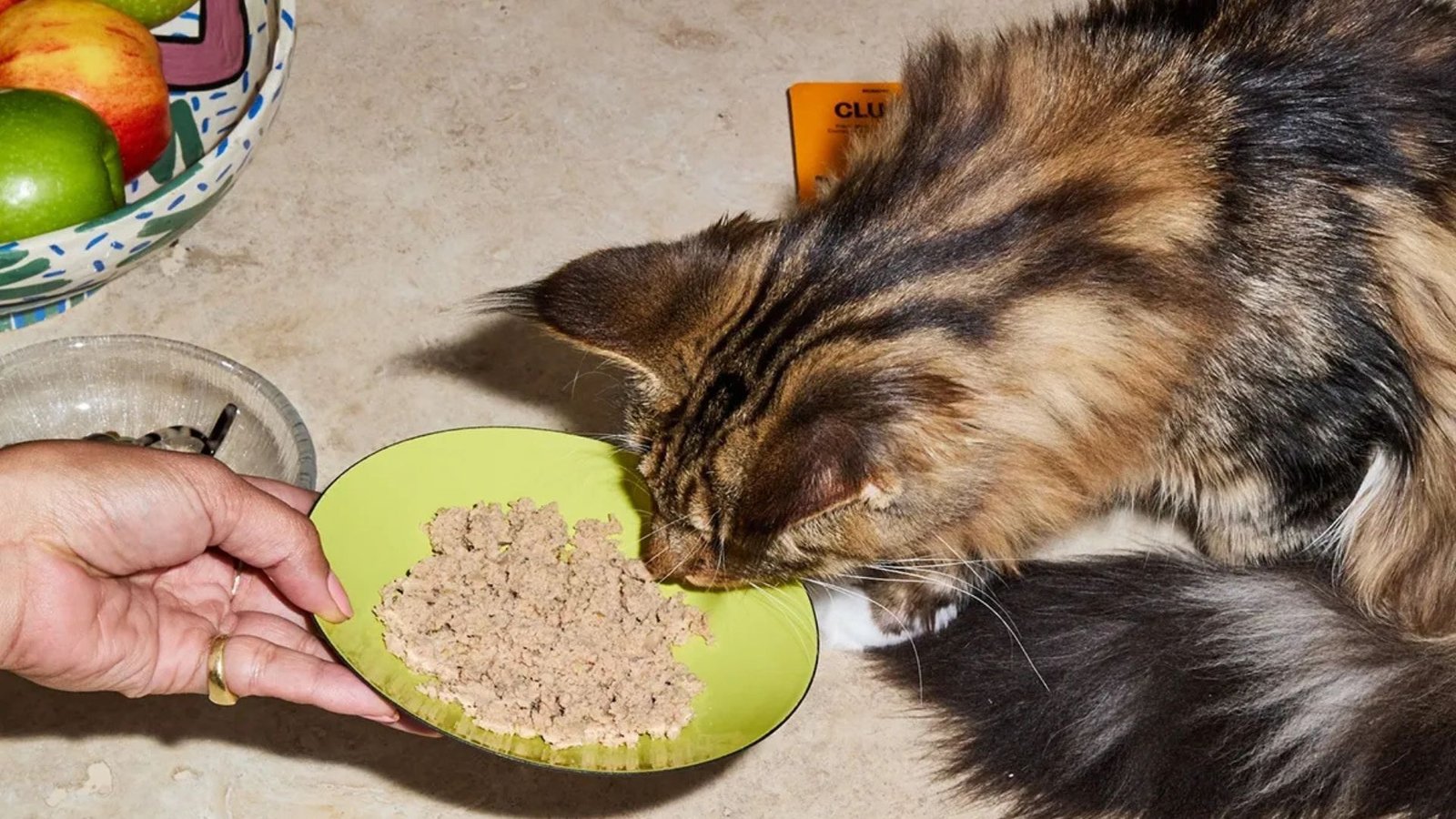 Is Grain-Free Cat Food Healthy For Cats