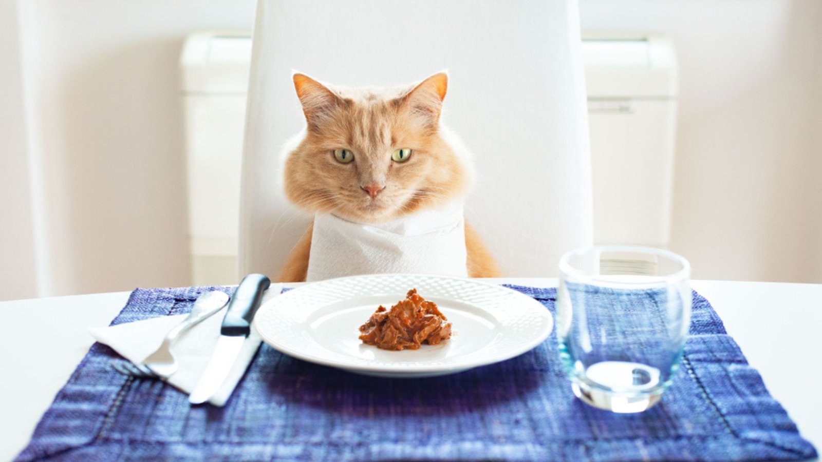 Is Homemade Cat Food Safe For Cats