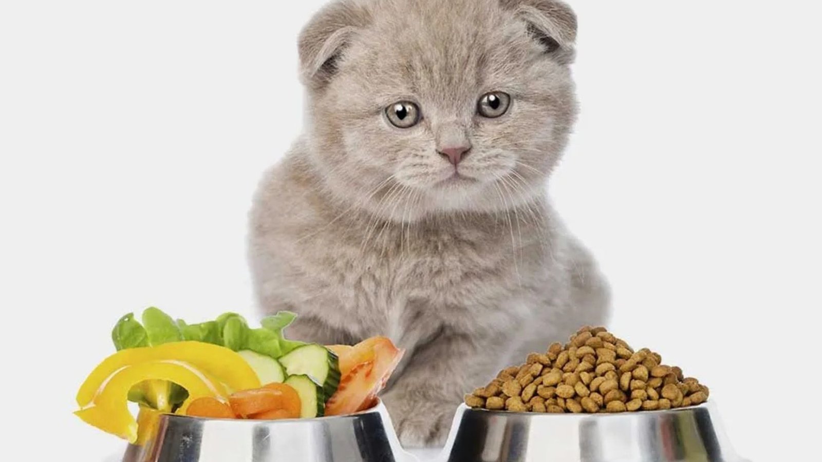 Is Homemade Cat Food Safe For Cats