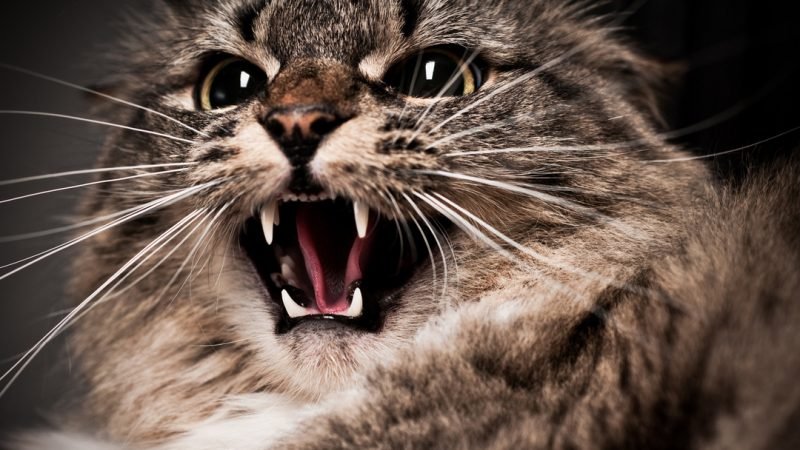 Male Cat Aggression..