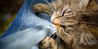 Male Cat Aggression: Causes and Solutions