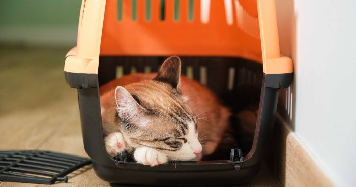 Must-Have Accessories for Cat Owners in 2024