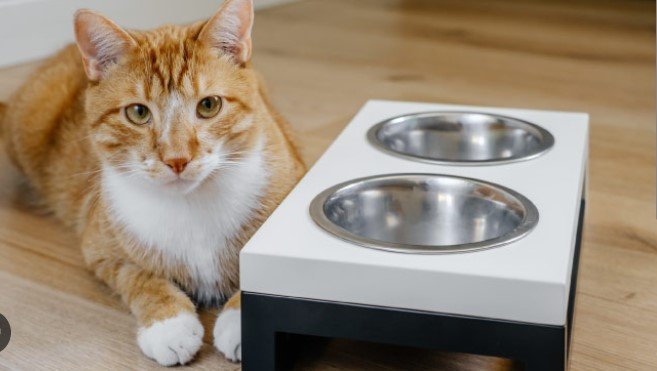 Must-Have Accessories to Keep Your Cat Happy 