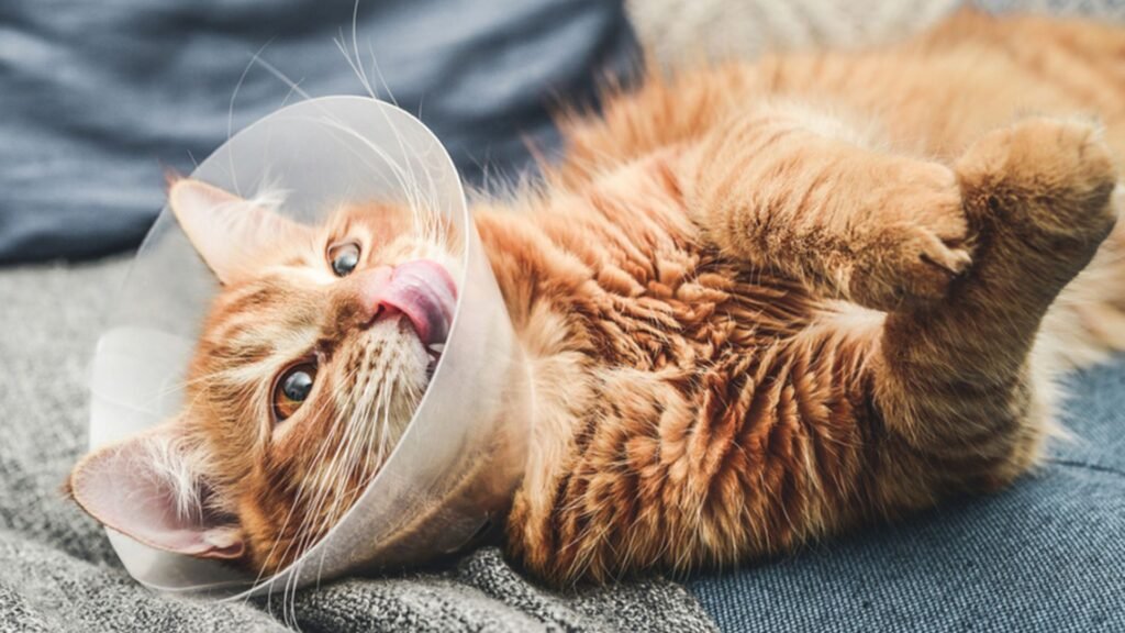 Neutering Your Cat: Why It’s Important