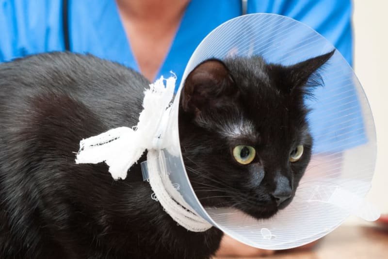 Best Practices for Neutering Your Male Cat