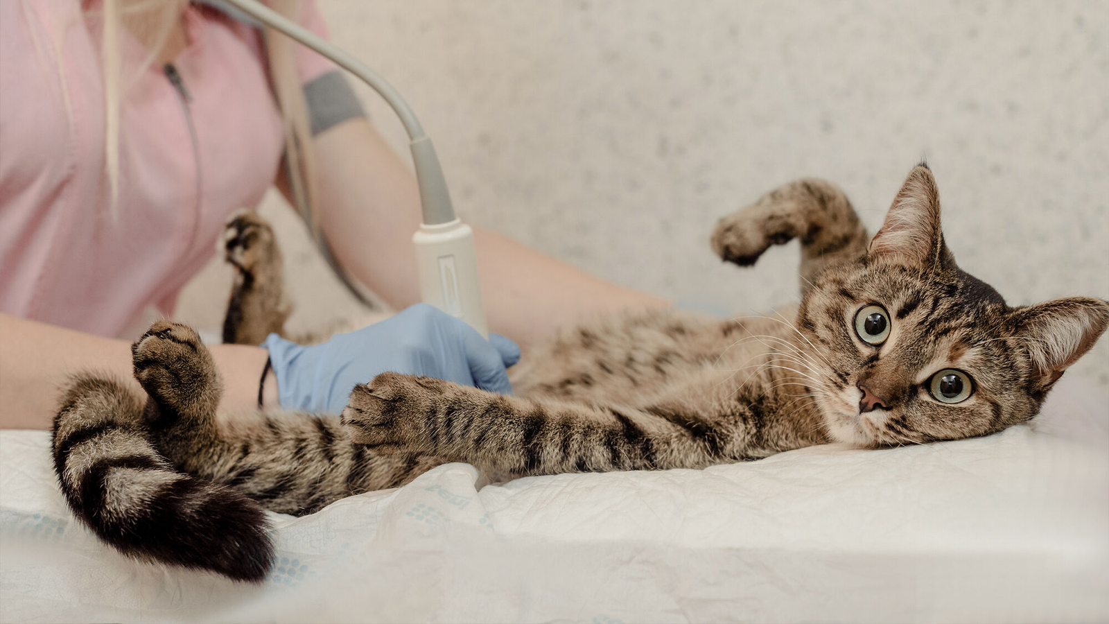 Neutering Your Male Cat