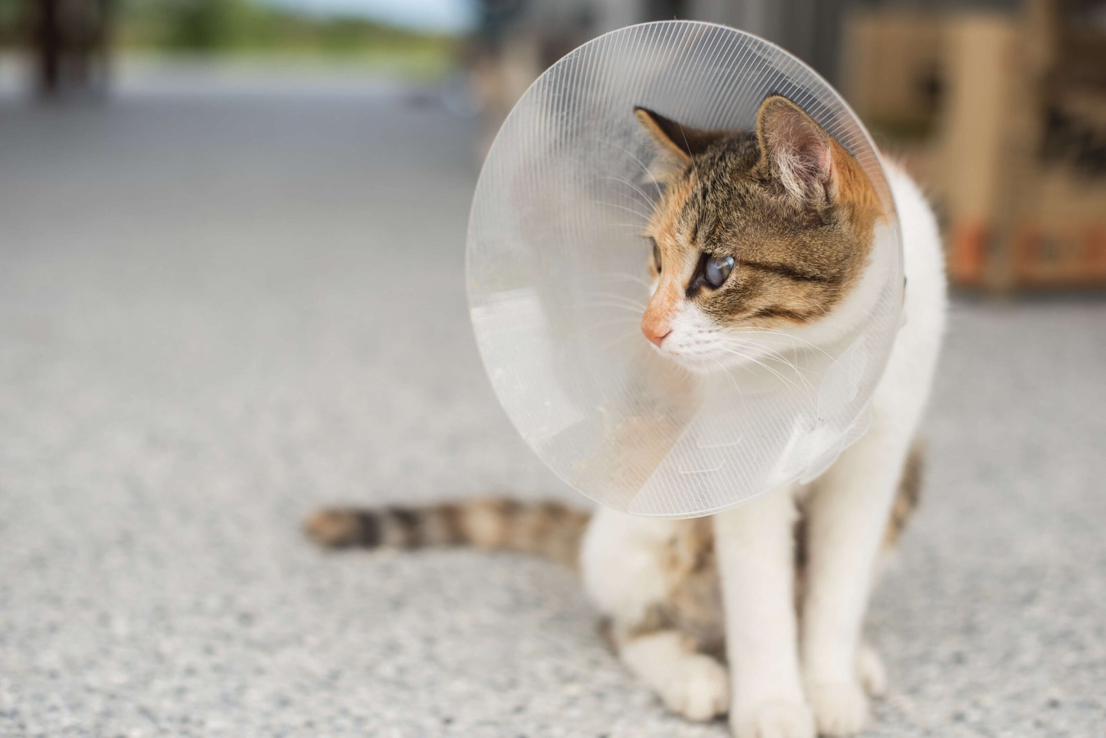 Spaying Female Cats: Benefits and What to Expect