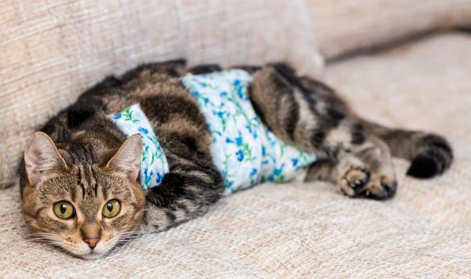 Best Practices for Spaying Your Female Cat