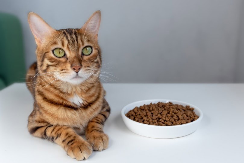 Ways of Spotting Quality Ingredients in Cat Food