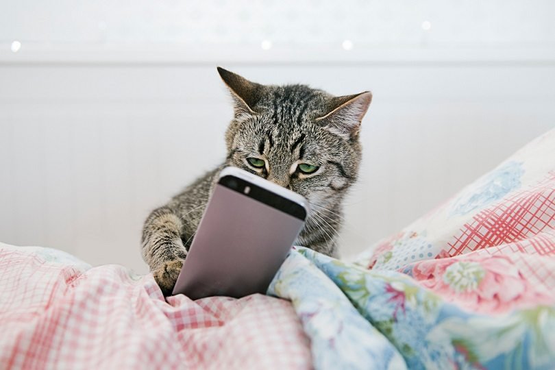 The Best Apps for Cat Owners in 2024