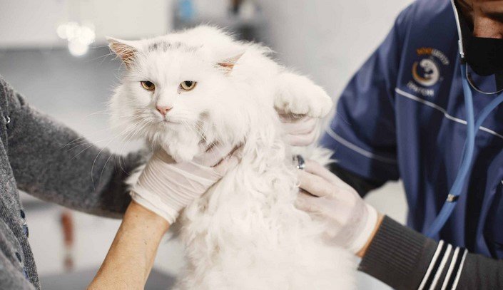 The Importance of Regular Vet Checkups for Cats