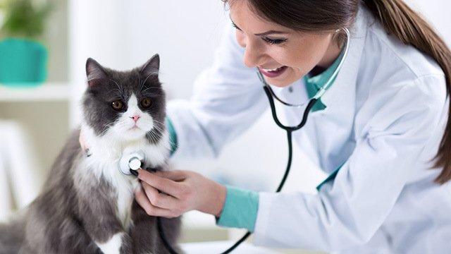 The Importance of Regular Vet Visits for Cats