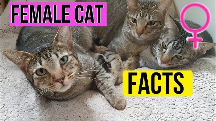 The Maternal Instincts of Female Cats