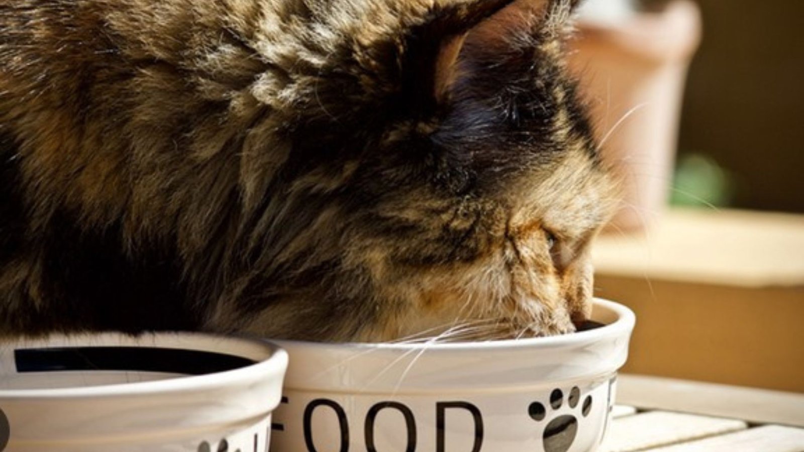 The Pros and Cons of Wet vs. Dry Cat Food