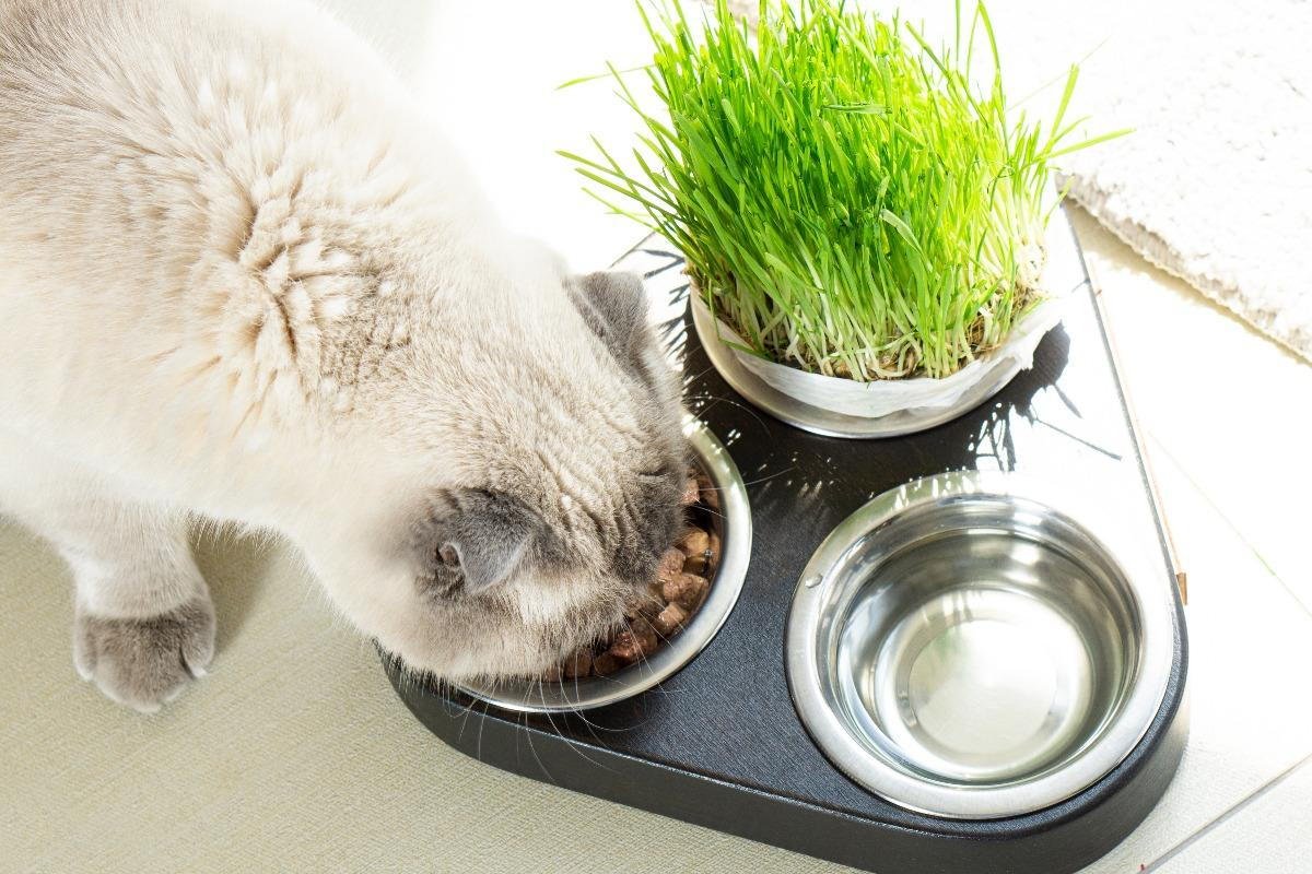 The Role of Protein in a Cat’s Diet: Why It Matters