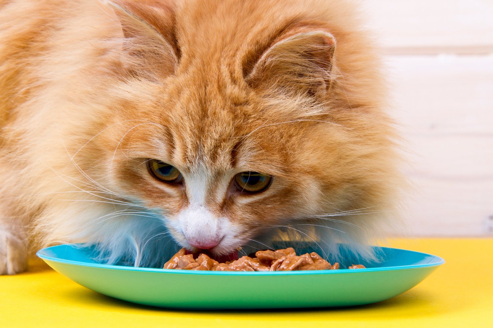 The Role of Fiber in a Cat’s Diet