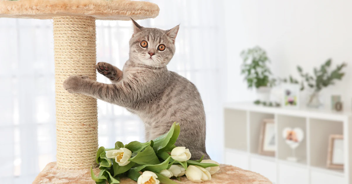 The Role of Scratching Posts in Preventing Furniture Damage