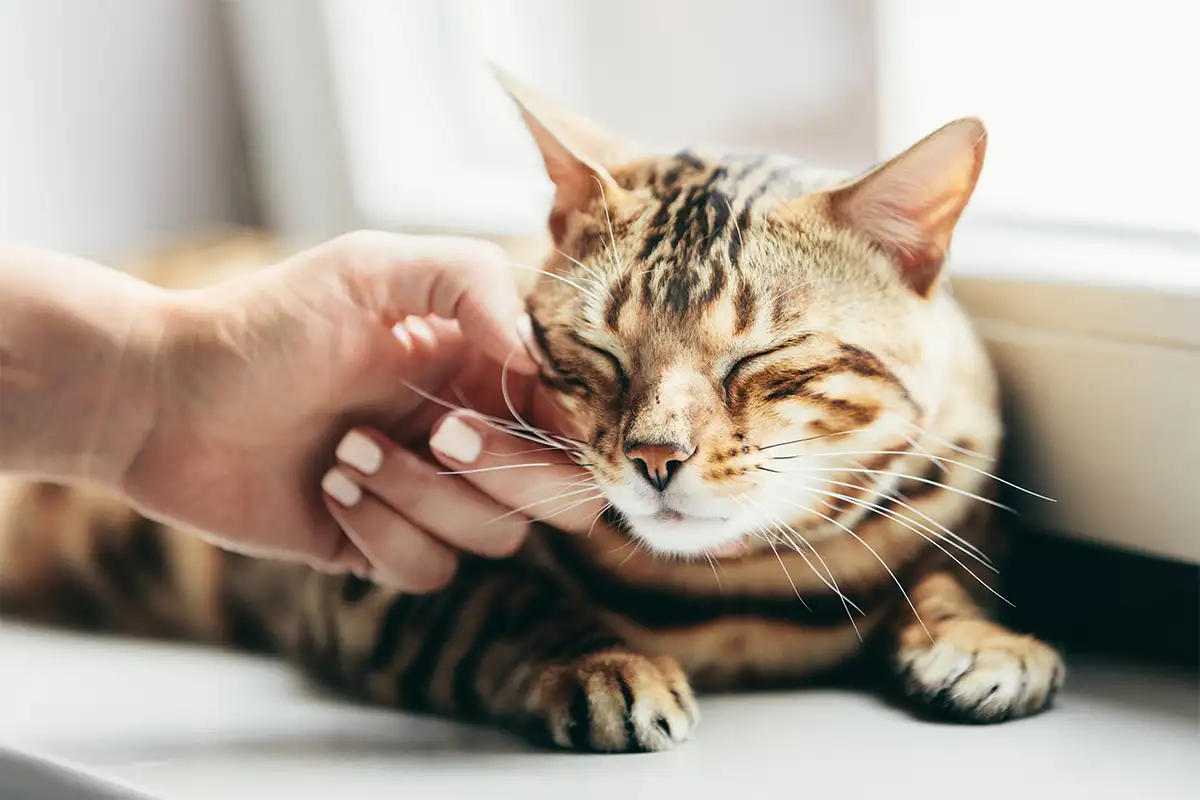 The Science Behind a Cat's Purr