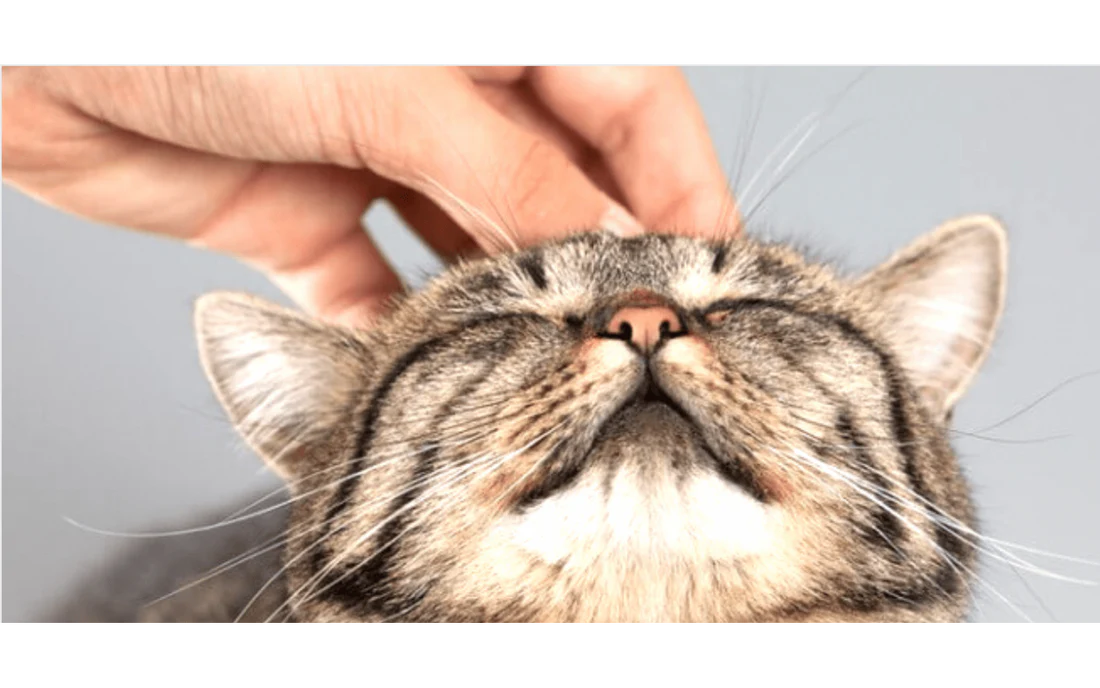 The Science Behind a Cat's Purr