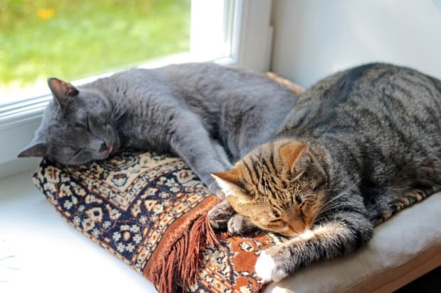 Tips for Keeping Your Cat Happy and Active Indoors