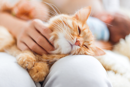 Tips for Keeping Your Cat Happy and Active Indoors