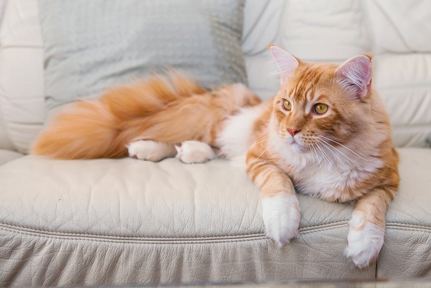 Top Breeds of Cats for Families