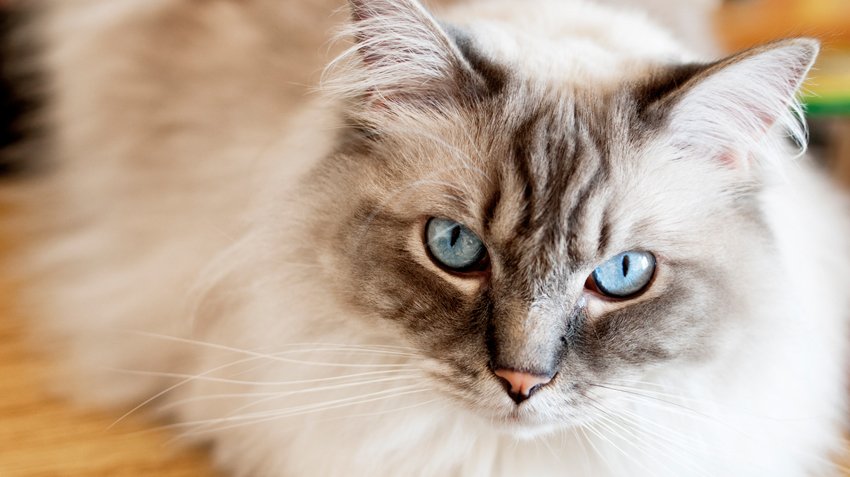 Top Breeds of Cats for Families