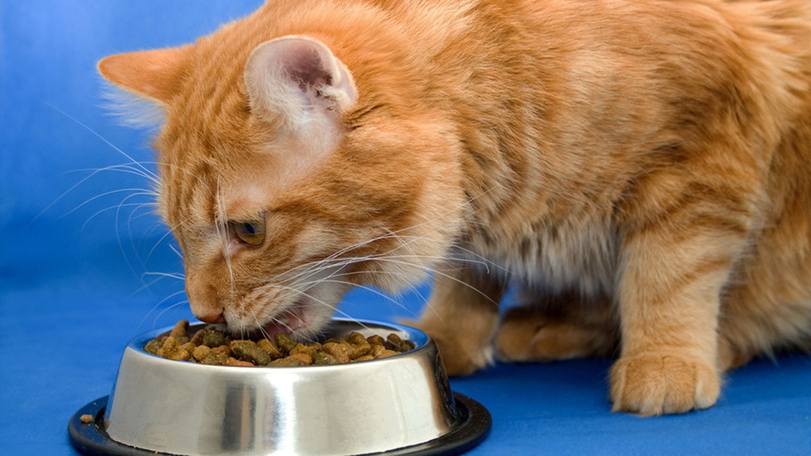 Top Protein Rich Cat Food Options