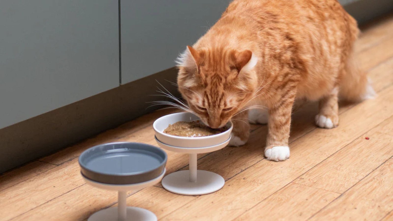 Top Protein Rich Cat Food Options