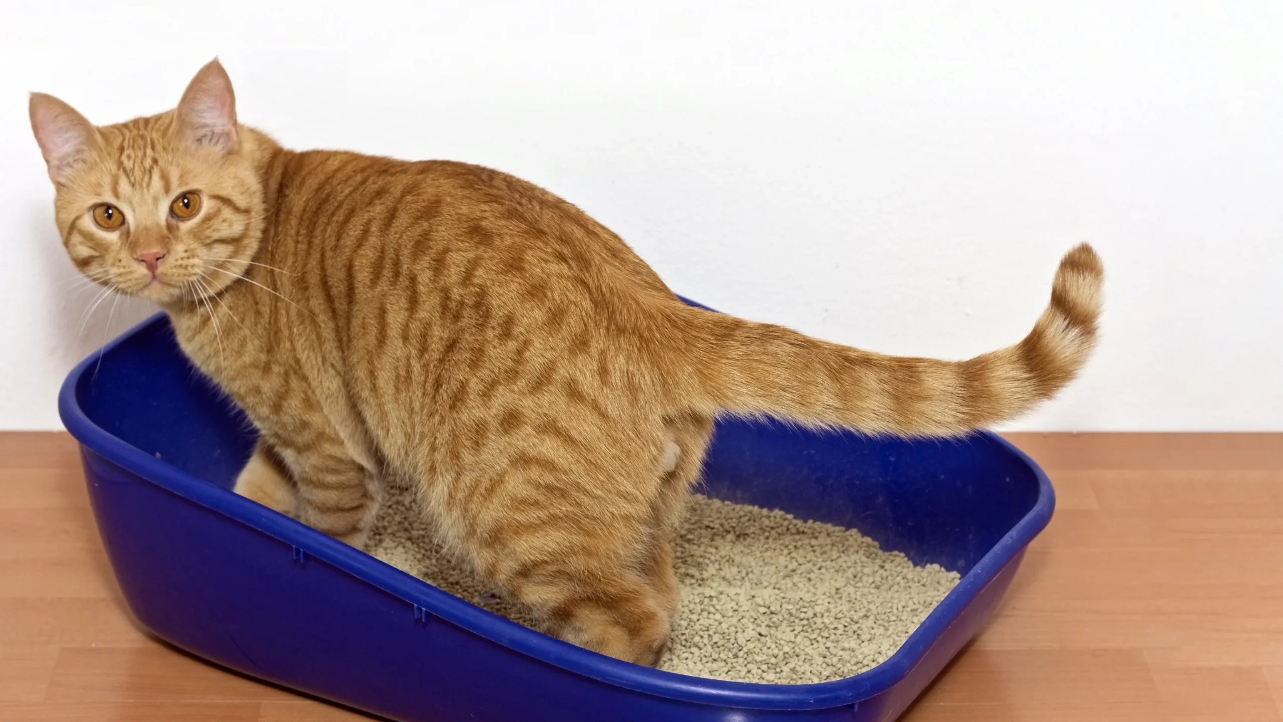 Training Your Cat: From Litter Boxes to Basic Commands