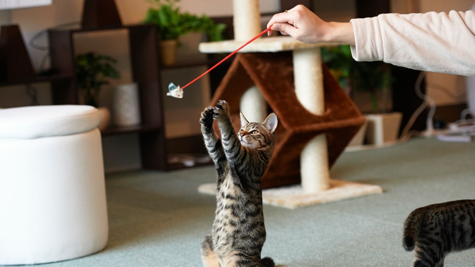 Training Your Cat with Accessories