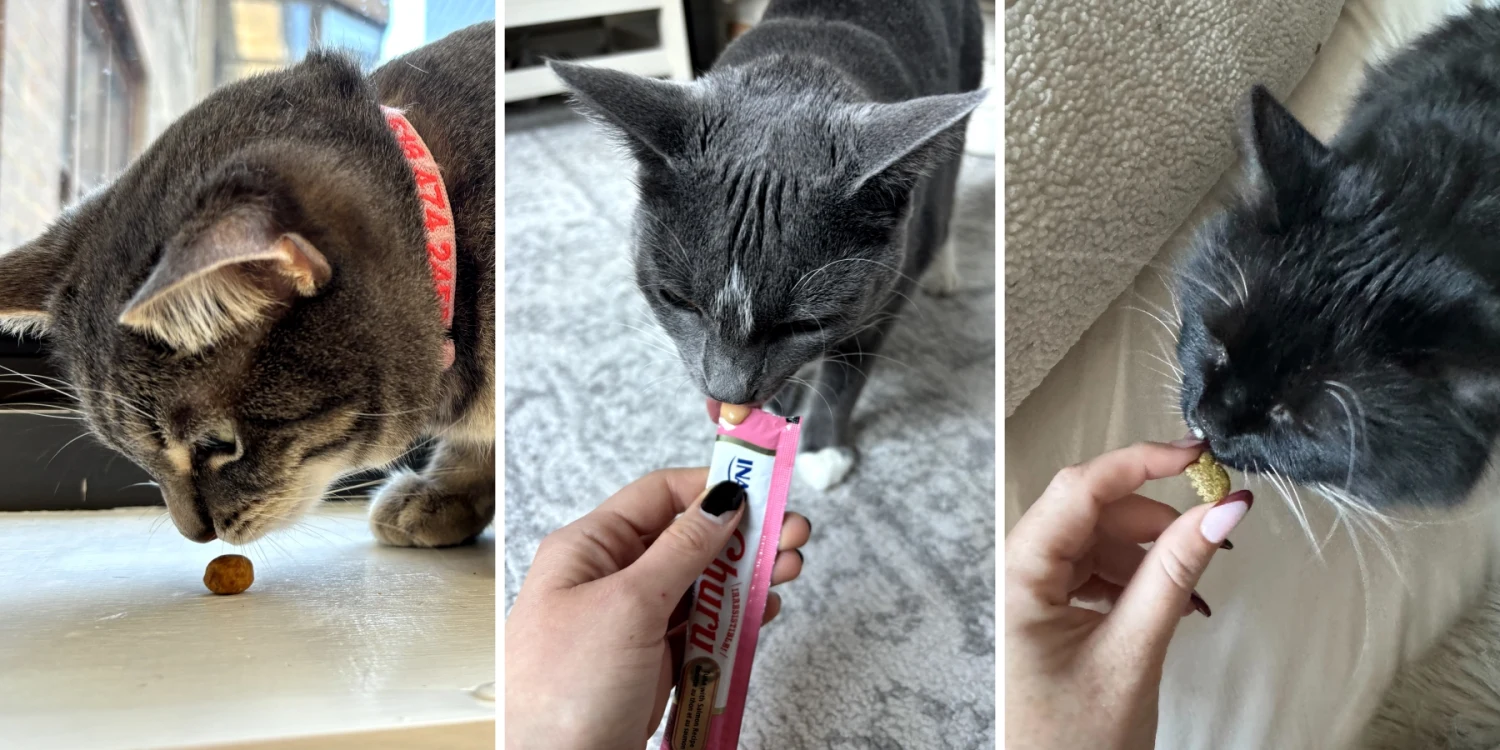 Treats for Cats: Best Options for Training and Rewards