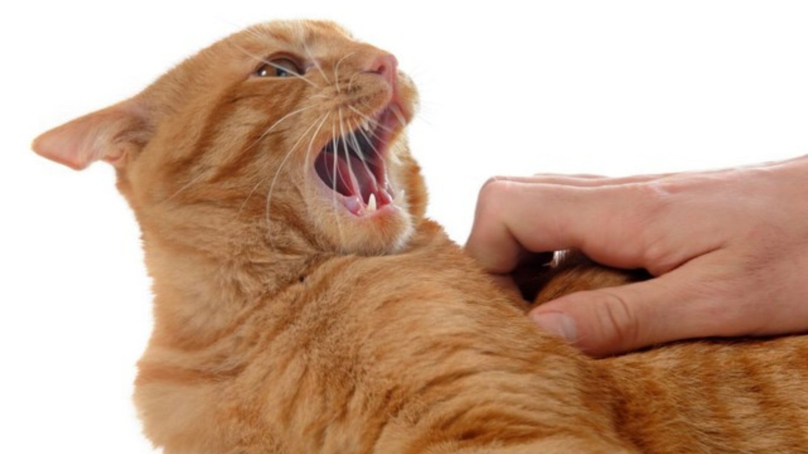 Understanding Aggression in Male Cats