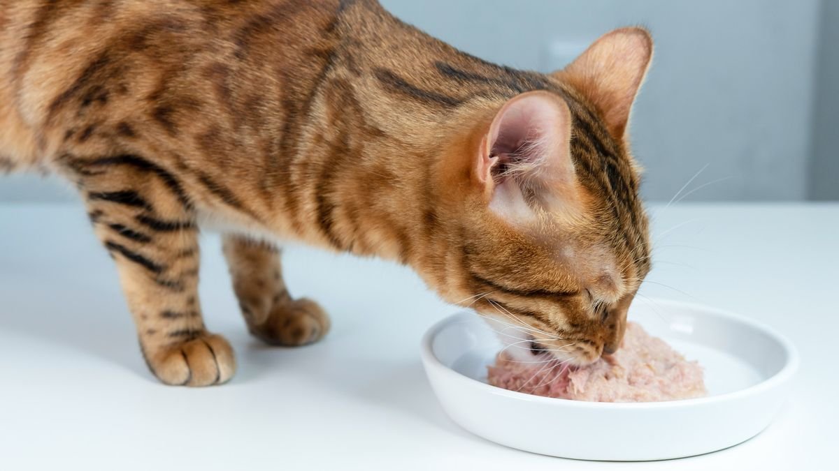 Wet Food vs. Dry Food: Which Is Better for Your Cat?